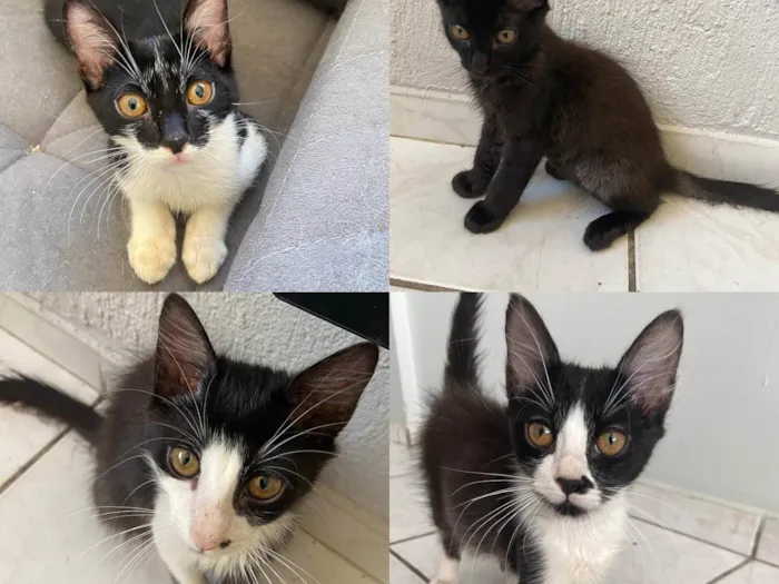 Gato ra a SRD-ViraLata idade 2 a 6 meses nome filhotes
