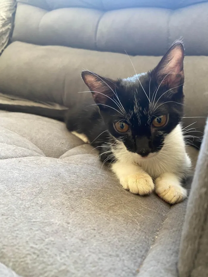 Gato ra a SRD-ViraLata idade 2 a 6 meses nome filhotes