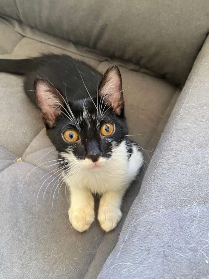 Gato ra a SRD-ViraLata idade 2 a 6 meses nome filhotes