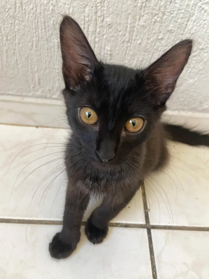 Gato ra a SRD-ViraLata idade 2 a 6 meses nome filhotes
