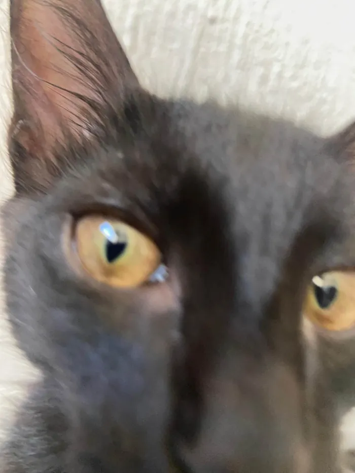 Gato ra a SRD-ViraLata idade 2 a 6 meses nome filhotes