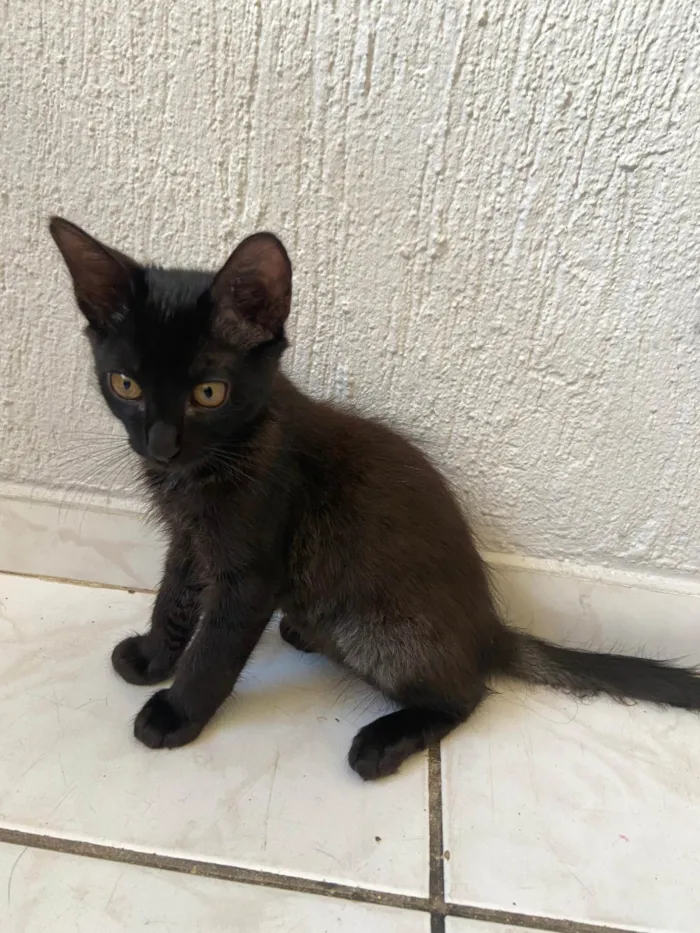 Gato ra a SRD-ViraLata idade 2 a 6 meses nome filhotes