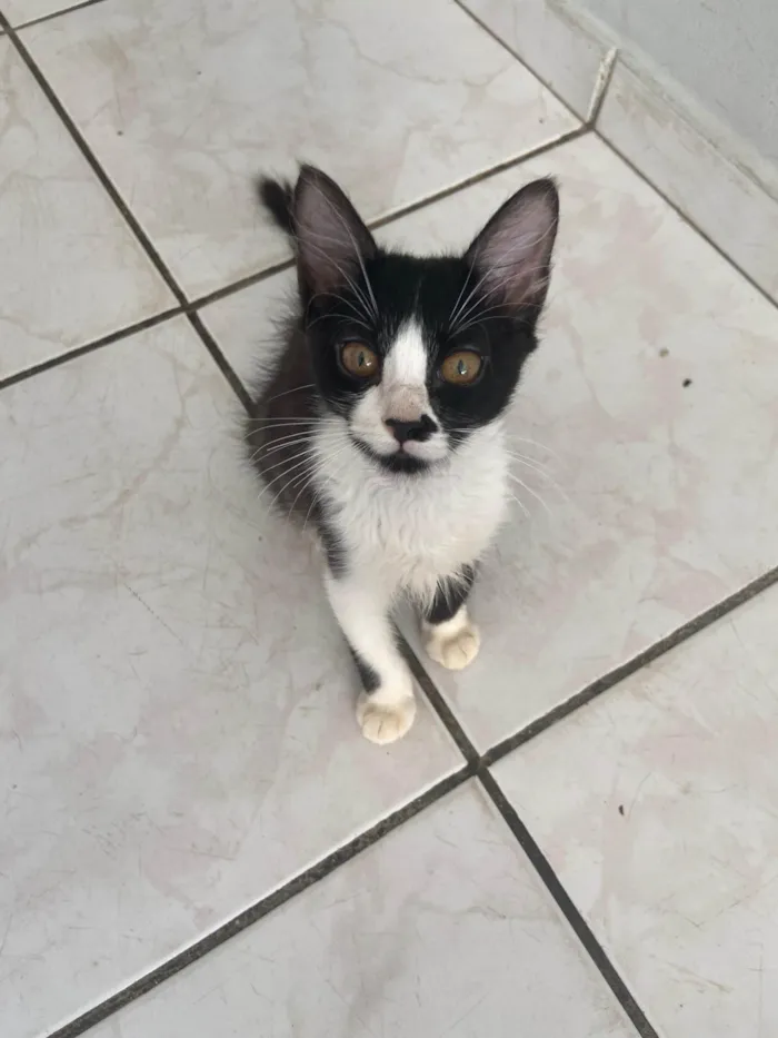 Gato ra a SRD-ViraLata idade 2 a 6 meses nome filhotes