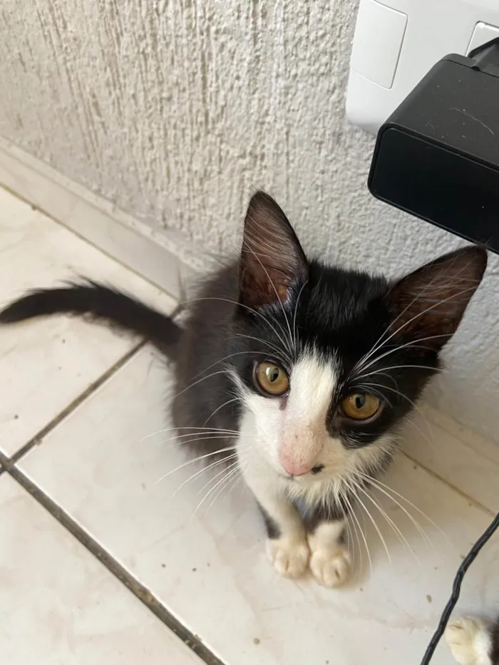 Gato ra a SRD-ViraLata idade 2 a 6 meses nome filhotes