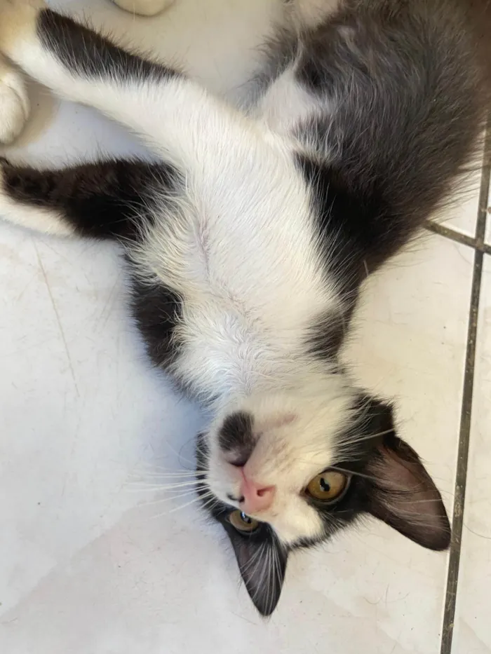 Gato ra a SRD-ViraLata idade 2 a 6 meses nome filhotes