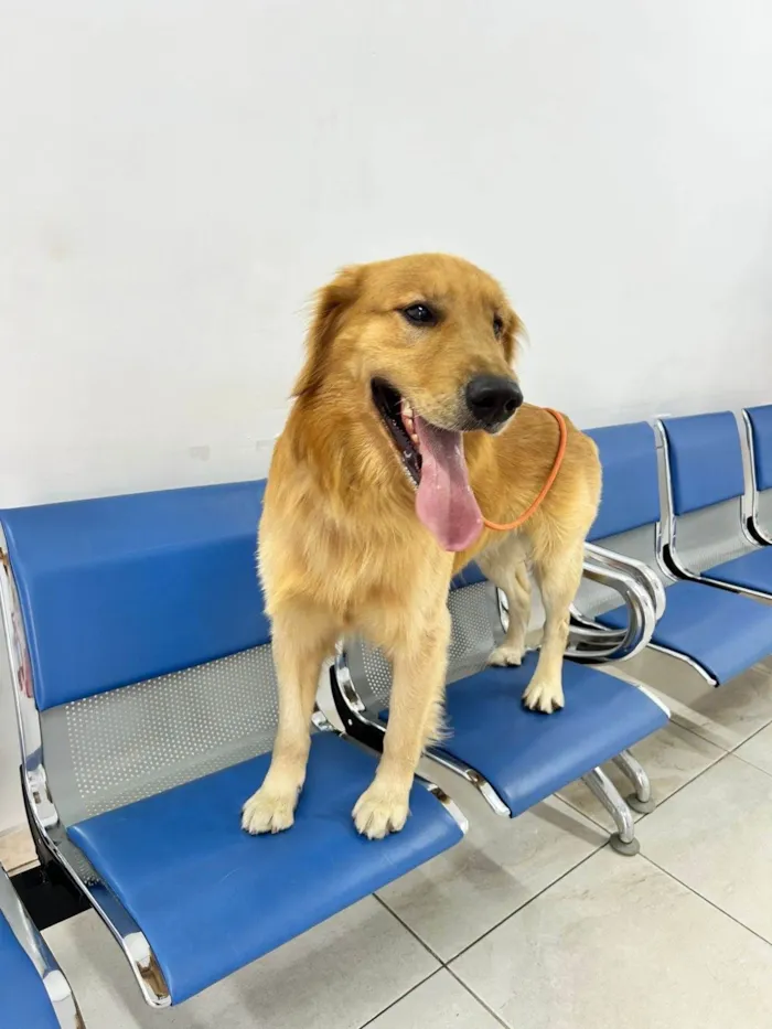 Cachorro ra a SRD-ViraLata idade 2 anos nome Nathan