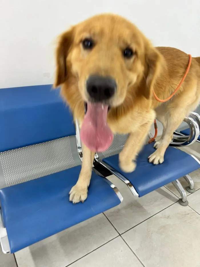 Cachorro ra a SRD-ViraLata idade 2 anos nome Nathan