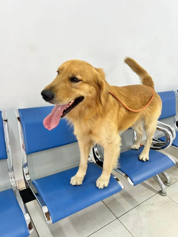 Cachorro ra a SRD-ViraLata idade 2 anos nome Nathan