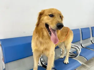 Cachorro raça SRD-ViraLata idade 2 anos nome Nathan