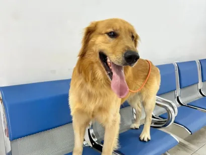 Cachorro raça SRD-ViraLata idade 2 anos nome Nathan