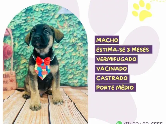 Cachorro ra a SRD-ViraLata idade 2 a 6 meses nome Primo Tony