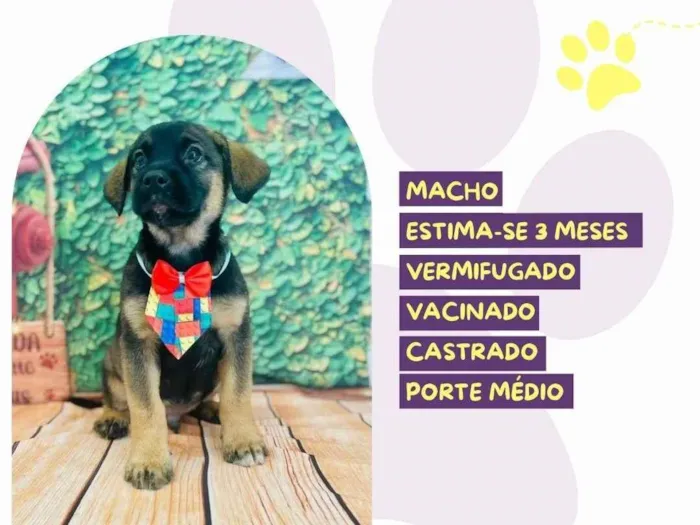 Cachorro ra a SRD-ViraLata idade 2 a 6 meses nome Primo Tony