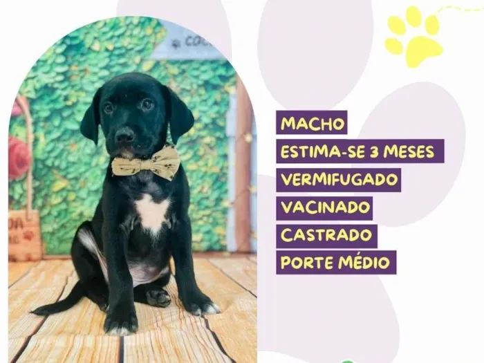 Cachorro ra a SRD-ViraLata idade 2 a 6 meses nome Patch Adams
