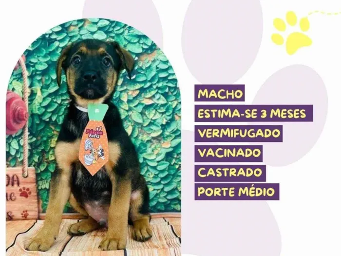 Cachorro ra a SRD-ViraLata idade 2 a 6 meses nome Nino