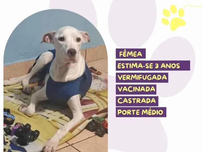 Cachorro ra a SRD-ViraLata idade 3 anos nome Cinderela