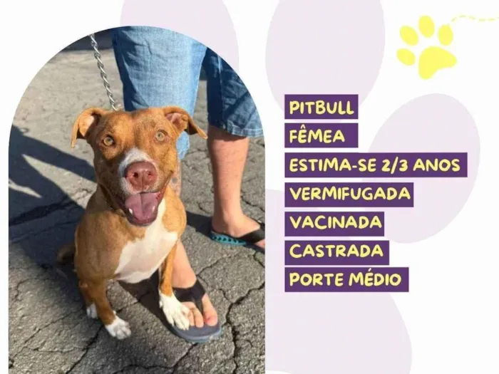 Cachorro ra a Pit-Bull idade 2 anos nome Mel :)