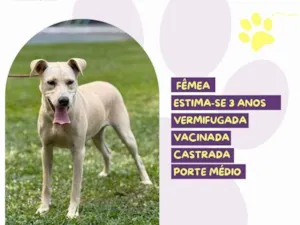 Cachorro raça SRD-ViraLata idade 3 anos nome Polly