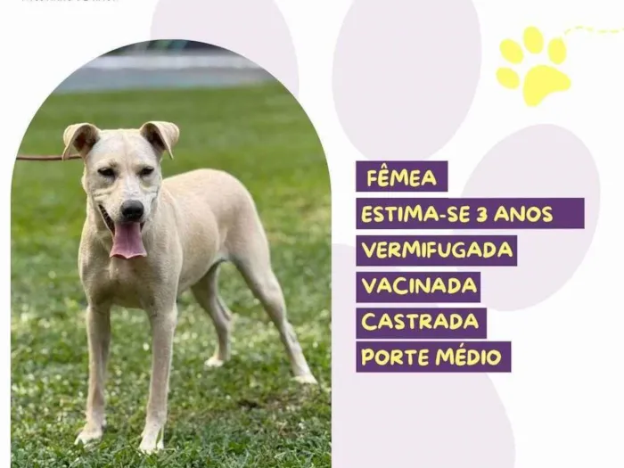 Cachorro ra a SRD-ViraLata idade 3 anos nome Polly