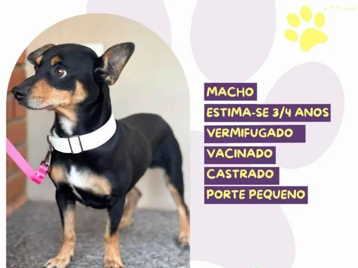 Cachorro ra a SRD-ViraLata idade 3 anos nome Peter