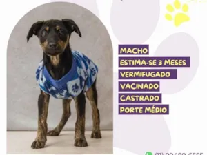 Cachorro raça SRD-ViraLata idade Abaixo de 2 meses nome Gabriel