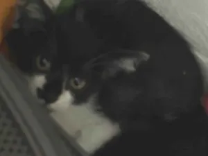 Gato raça SRD-ViraLata idade 2 a 6 meses nome João
