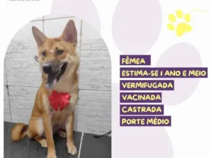 Cachorro raça SRD-ViraLata idade 1 ano nome Mell