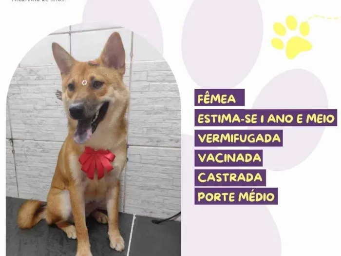 Cachorro ra a SRD-ViraLata idade 1 ano nome Mell