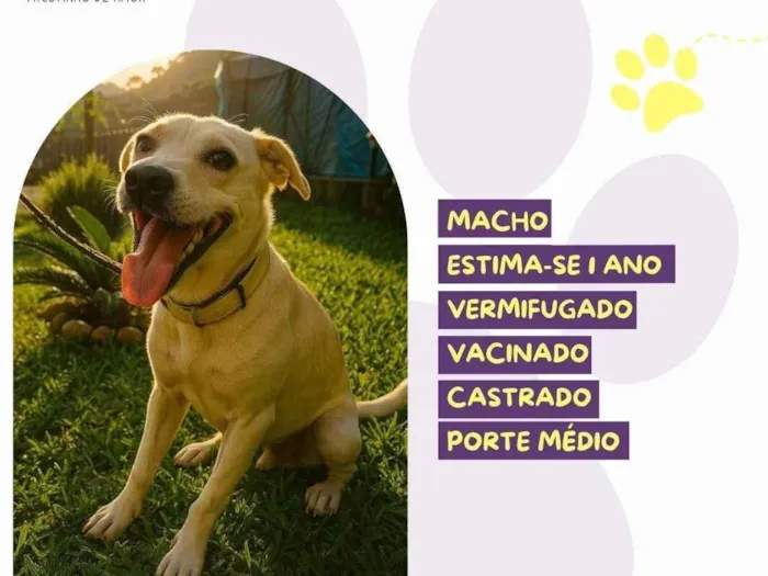 Cachorro ra a SRD-ViraLata idade 1 ano nome Floquinho