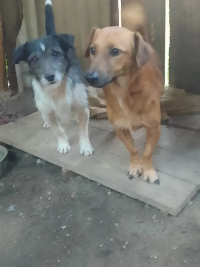 Cachorro ra a SRD-ViraLata idade 1 ano nome Betovem