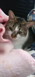 Maya