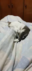 Maya