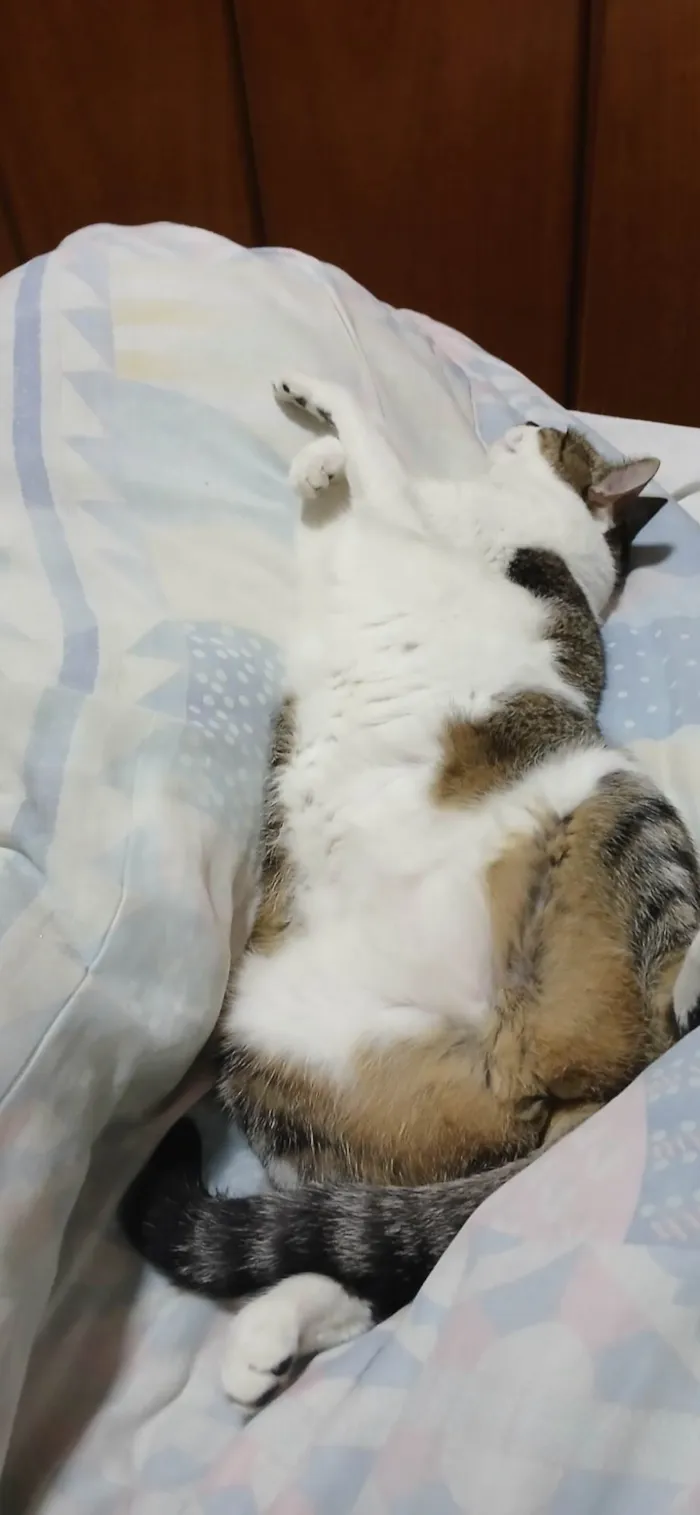 Gato ra a SRD-ViraLata idade 1 ano nome Maya