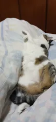 Maya