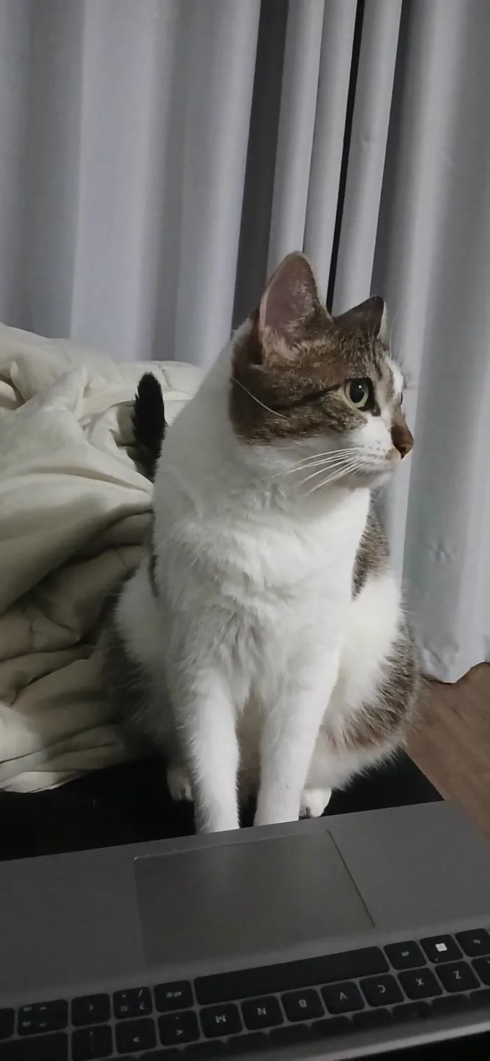 Gato ra a SRD-ViraLata idade 1 ano nome Maya