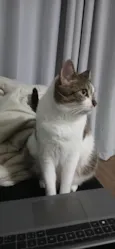 Maya