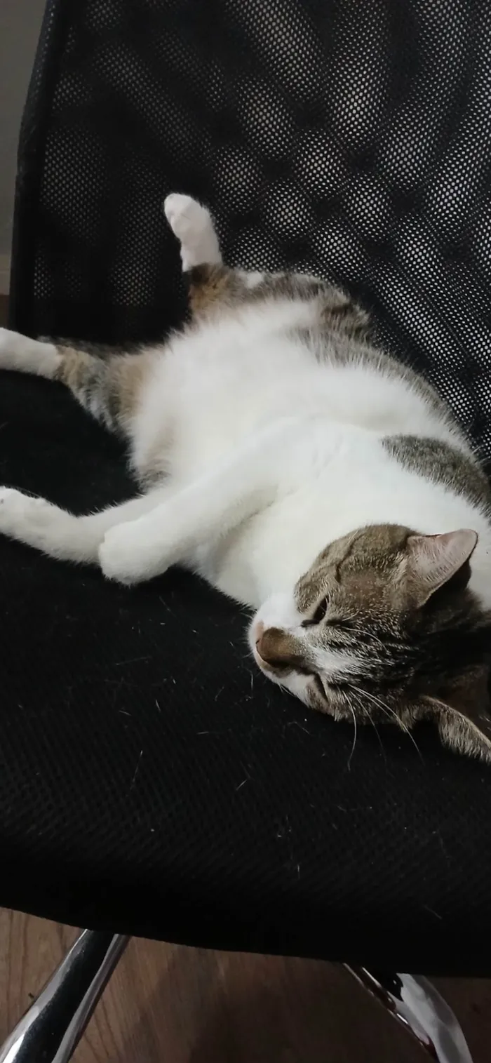 Gato ra a SRD-ViraLata idade 1 ano nome Maya