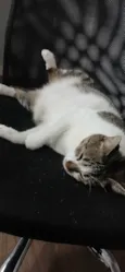 Maya