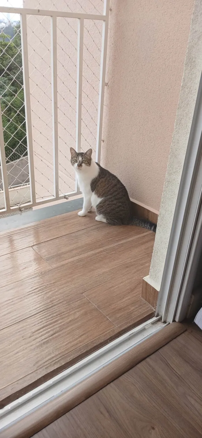 Gato ra a SRD-ViraLata idade 1 ano nome Maya