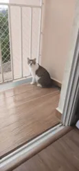 Maya