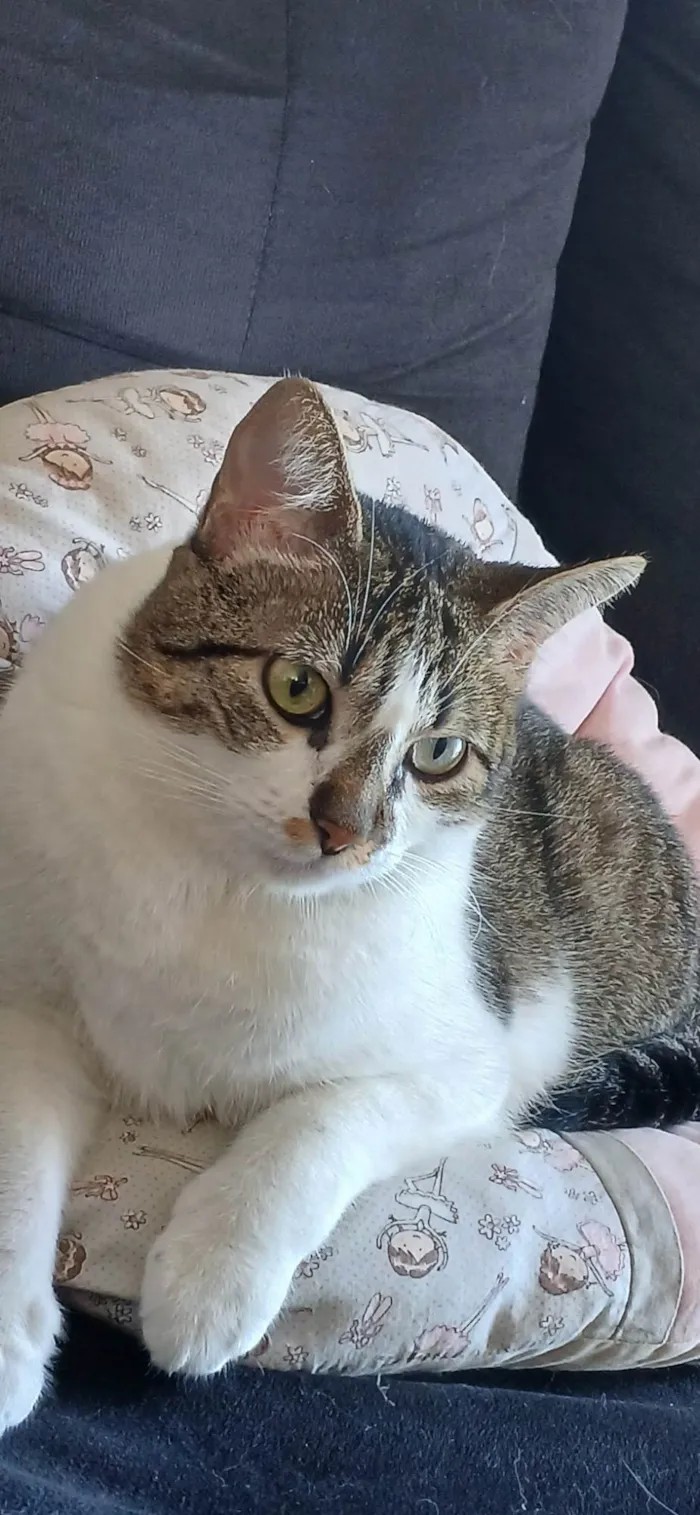 Gato ra a SRD-ViraLata idade 1 ano nome Maya