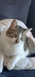 Maya