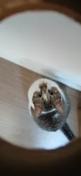 Maya