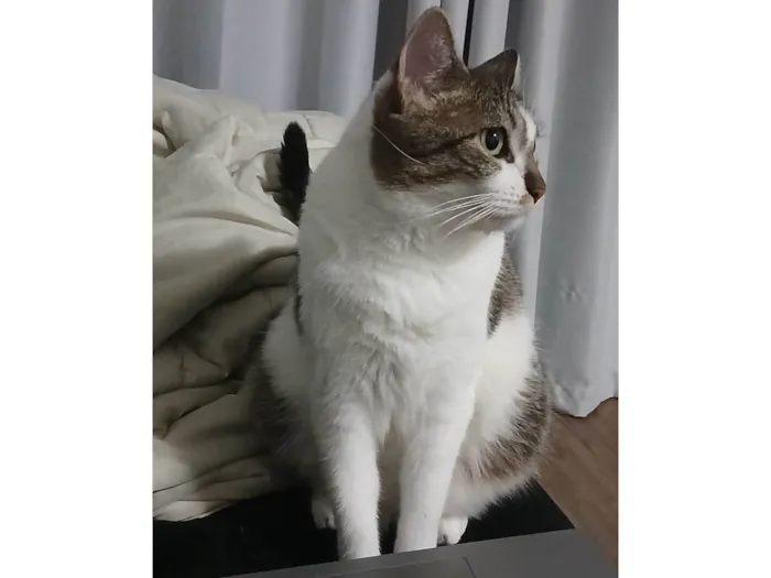 Gato ra a SRD-ViraLata idade 1 ano nome Maya