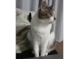 Maya