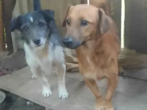 Cachorro raça SRD-ViraLata idade 1 ano nome Betovem