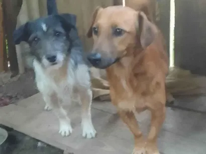 Cachorro raça SRD-ViraLata idade 1 ano nome Betovem