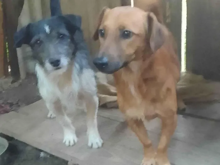 Cachorro ra a SRD-ViraLata idade 1 ano nome Betovem