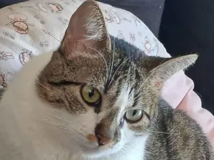 Gato raça SRD-ViraLata idade 1 ano nome Maya