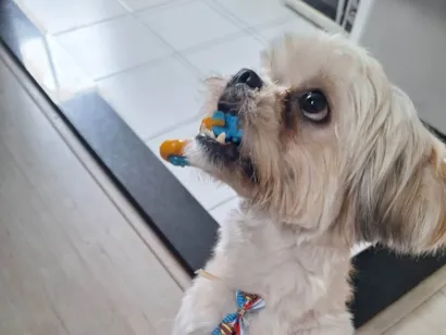 Cachorro raça Lhasa Apso idade 2 anos nome Naruto