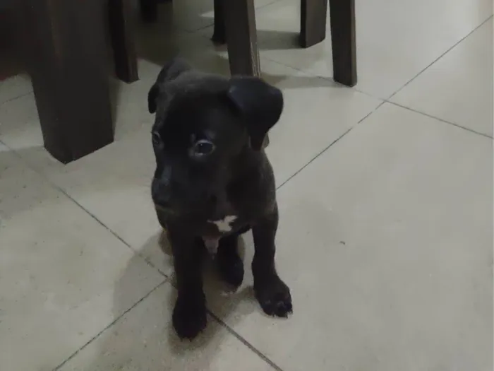 Cachorro ra a SRD-ViraLata idade Abaixo de 2 meses nome Filhote SDR